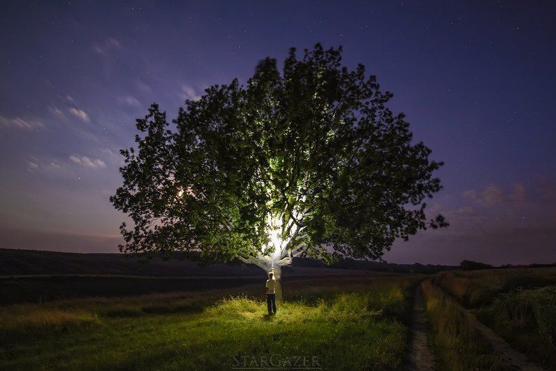 tree, дерево, ночь, night, фонарик, flashlight Одинокий дуб фото превью