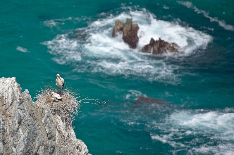 путешествия, португалия, птицы, океан, природа, nikon, d810, travel, nature, birds, portugal, ocean Аисты над океаном фото превью
