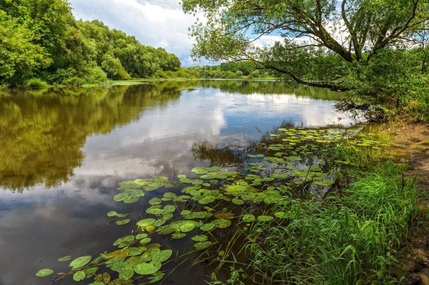 Берег, Деревья, Дождь, Красота, Кувшинки, Лето, Небо, Облака, Отражение, Пейзаж, Природа, Река, Россия, Юлия Лаптева