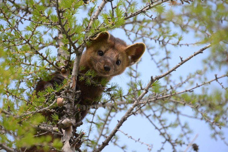 Соболёк фото превью