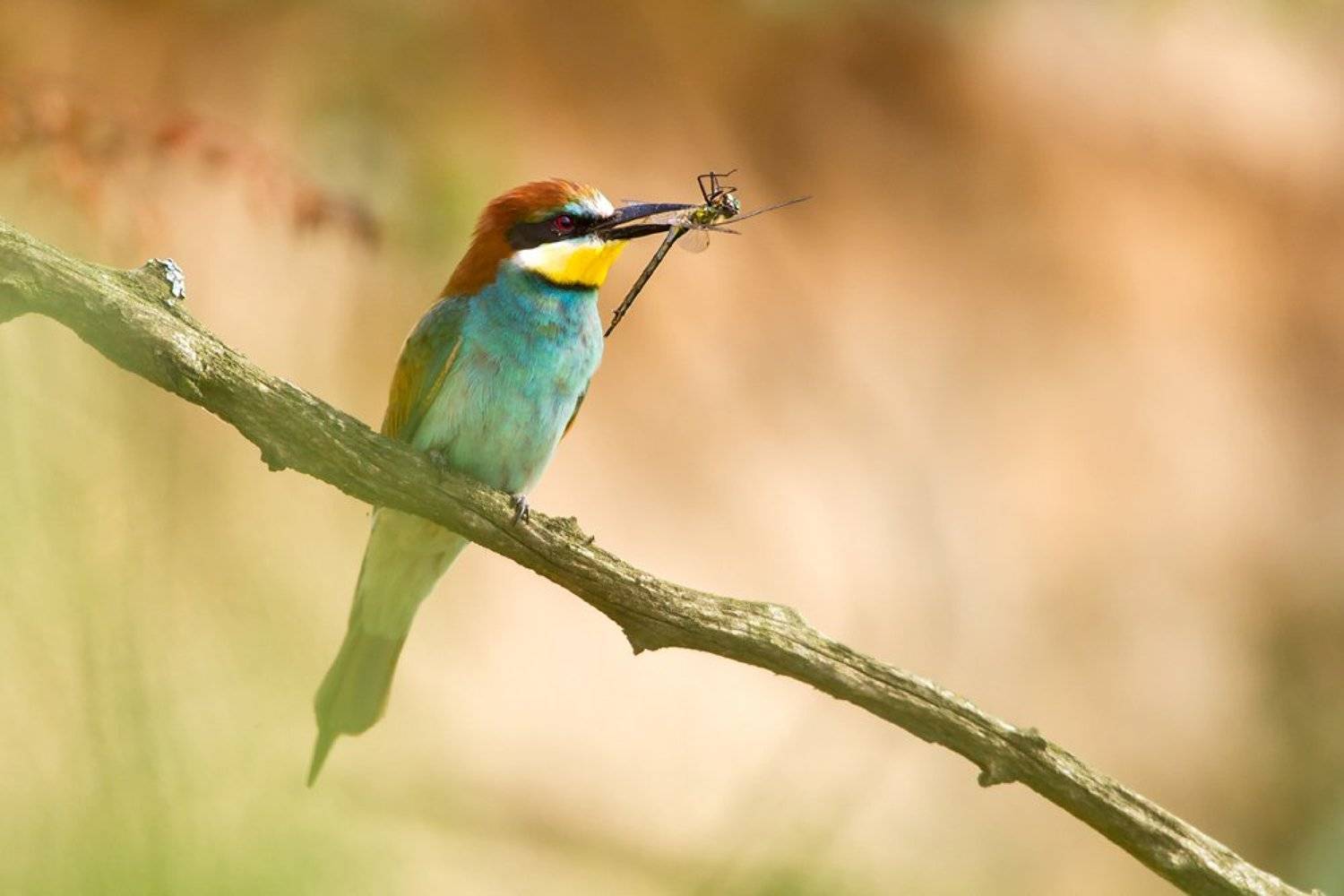 (Merops apiaster, Lukasz Dobkowski