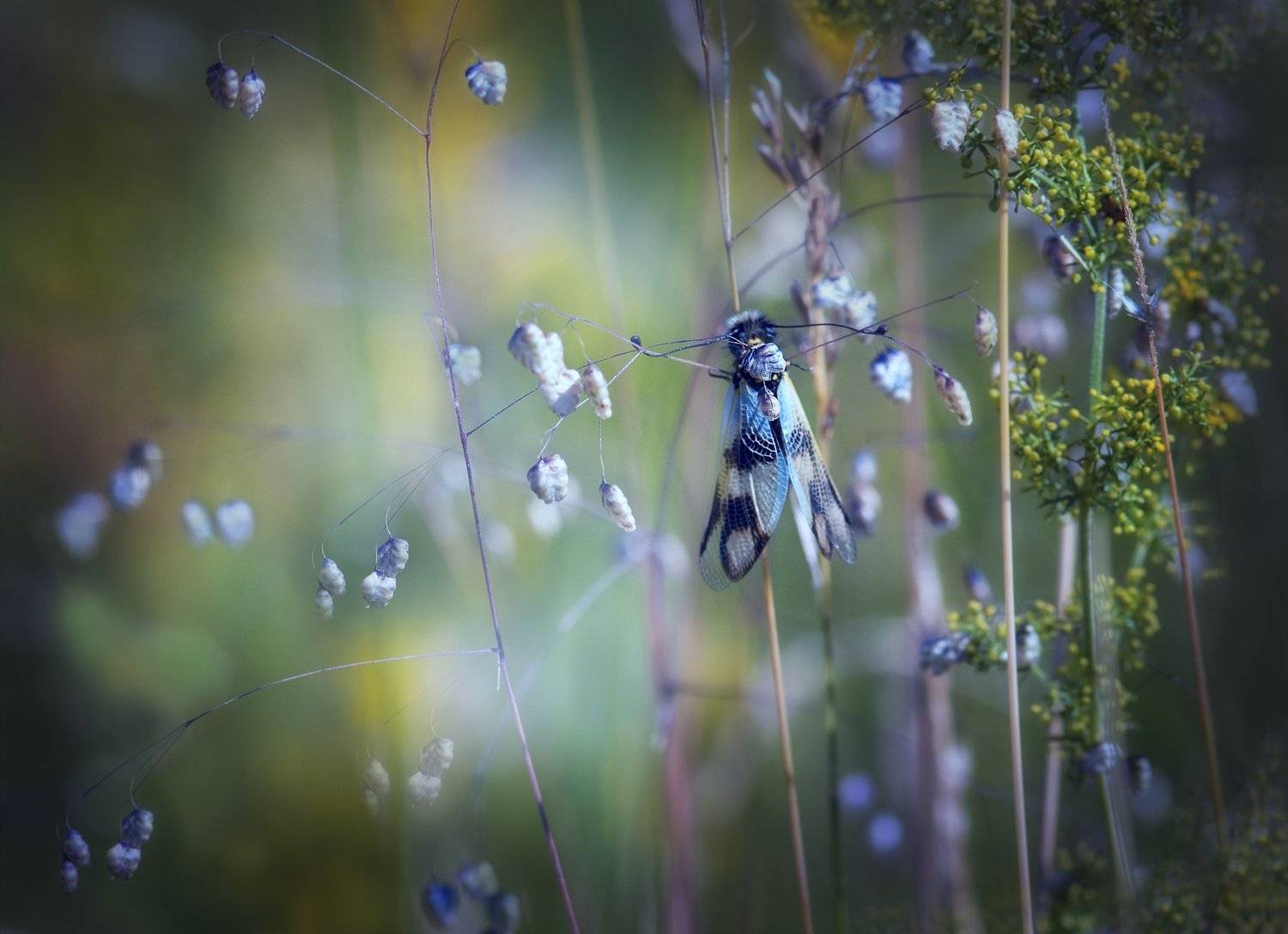 , Аделина Деветакова