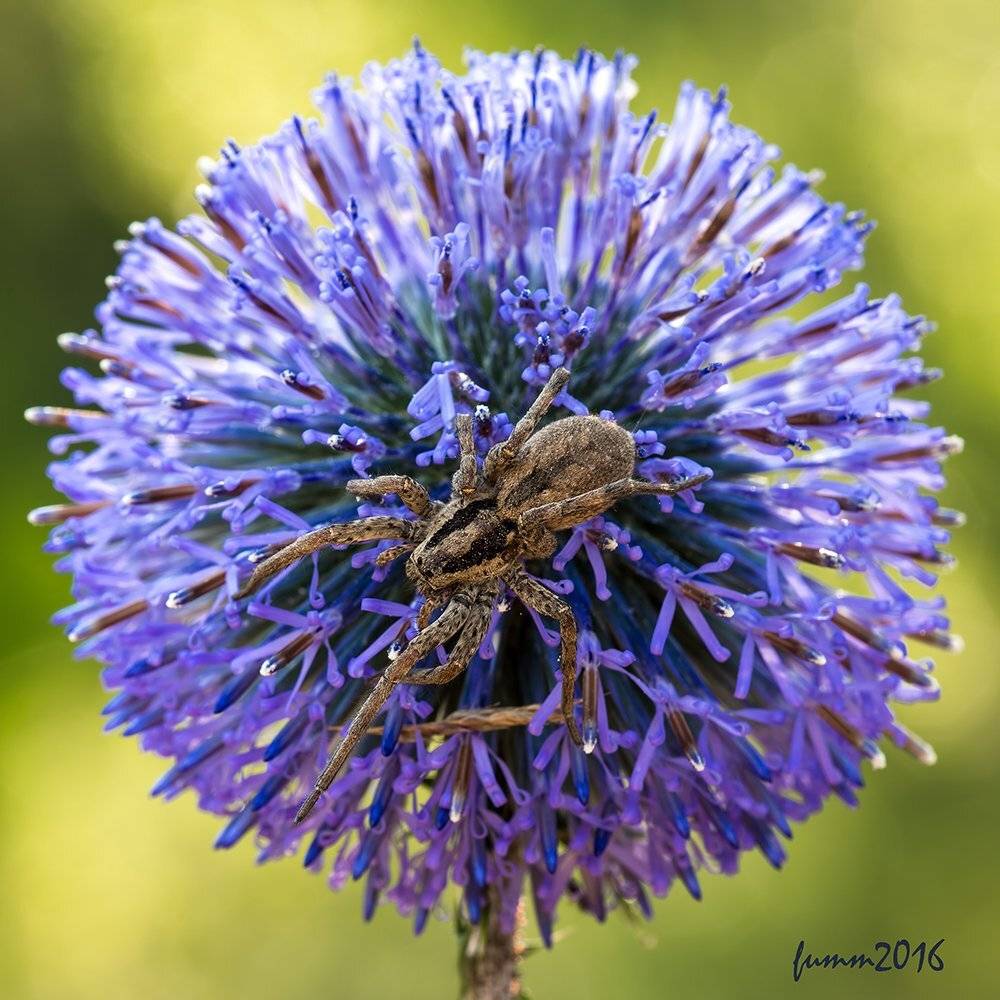 , Игорь ФУММ