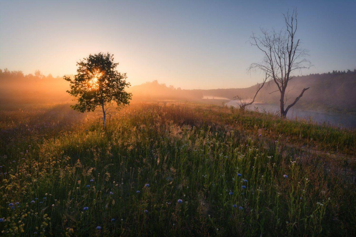 Nikon, Nikon D7100, Sigma10-20, Никон D7100, Пейзаж, Пейзажнаясъемка, Пейзажное фото, Природа, Рассвест, Река, Россия, Смоленская обл, Туман, Угра, Утро, Фототурывыходногодня, Цветы, Жмак Евгений