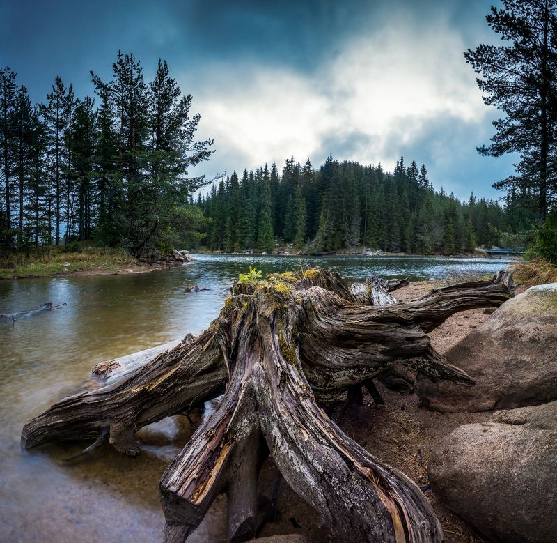 The old tree фото превью