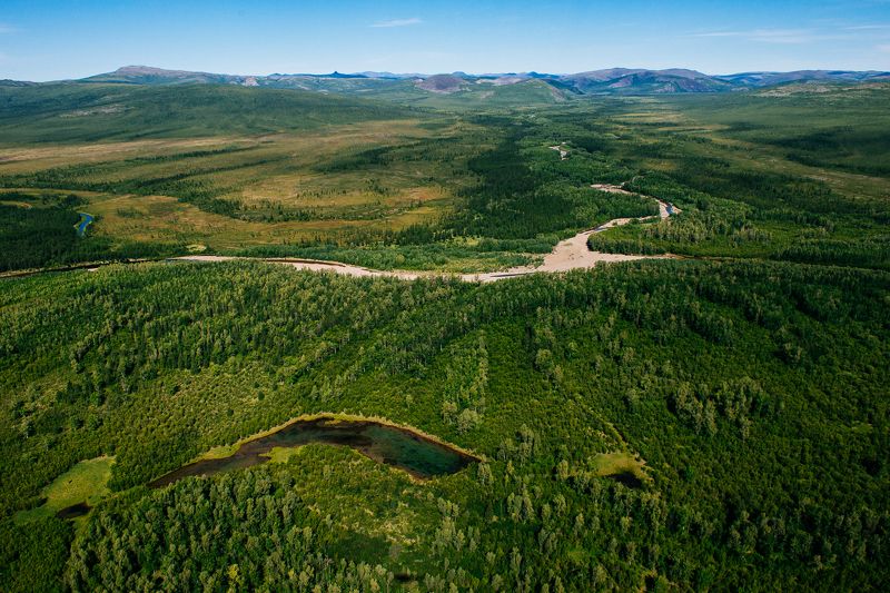 северный олень, чукотка *** фото превью