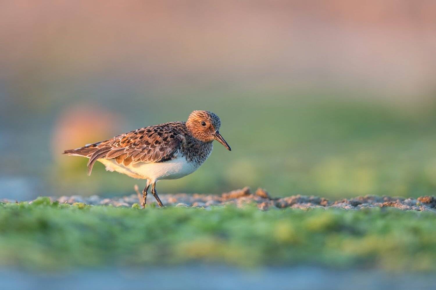 dunlin, Marcin Kaczmarkiewicz
