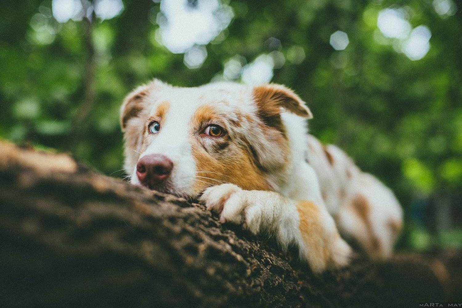 собака, Марта Май