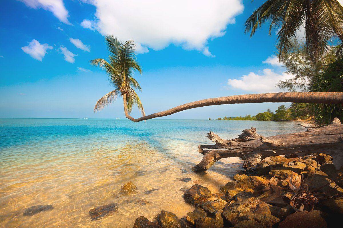 Море, Остров, Пальма, Копычко Михаил