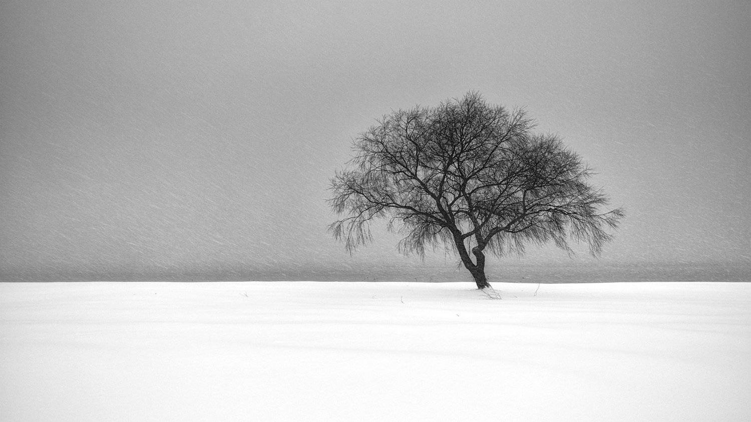 estonia, tree, blue, blue hour, europe, famous place, harbor, landscape, natural landmark, nature, sea, sea scape, serenity, plant, tourist attraction, travel, travel destination, travel and tourism, water, outdoor, winter, snow, bw, alone, horizon, cold,, Эдуард Горобец