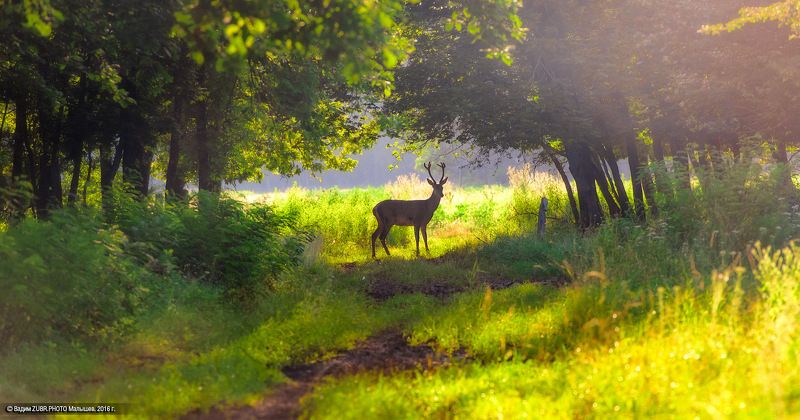 Zubr.photo, Европейский, Животные, Закат, Лес, Лето, Олень, Природа Встреча фото превью