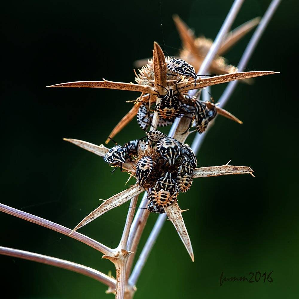 , Игорь ФУММ