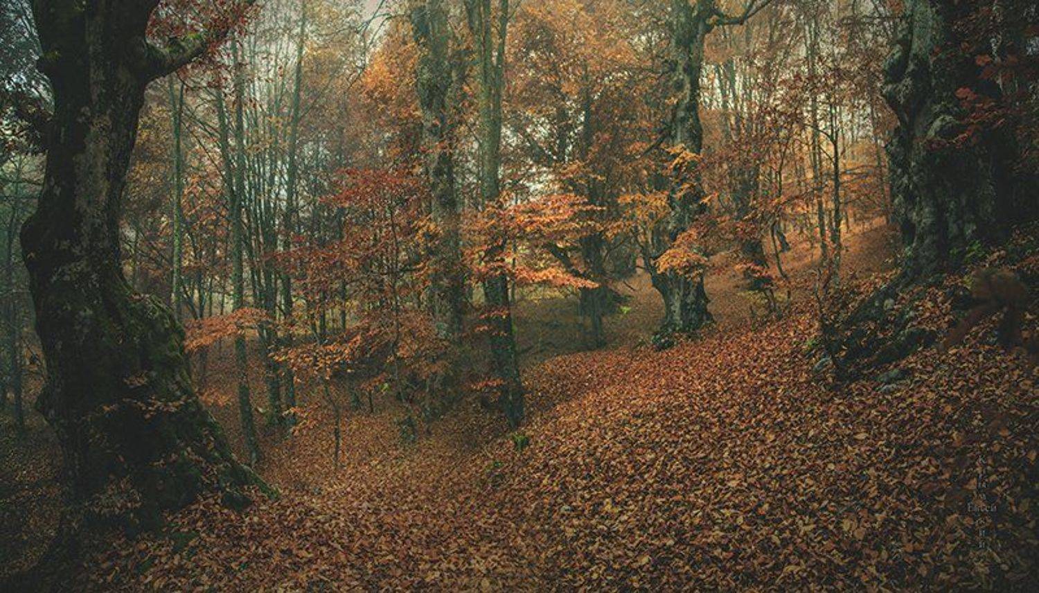 Осень бук, Борис Костарев