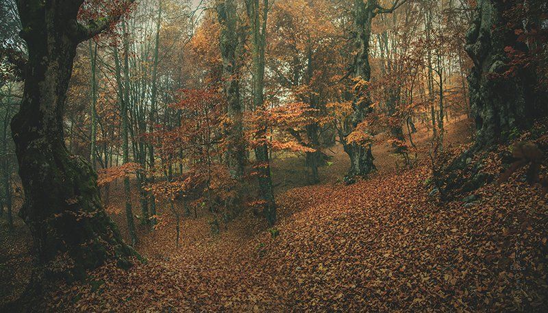 Осень бук Крым. фото превью