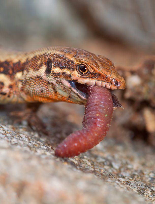 * фото превью