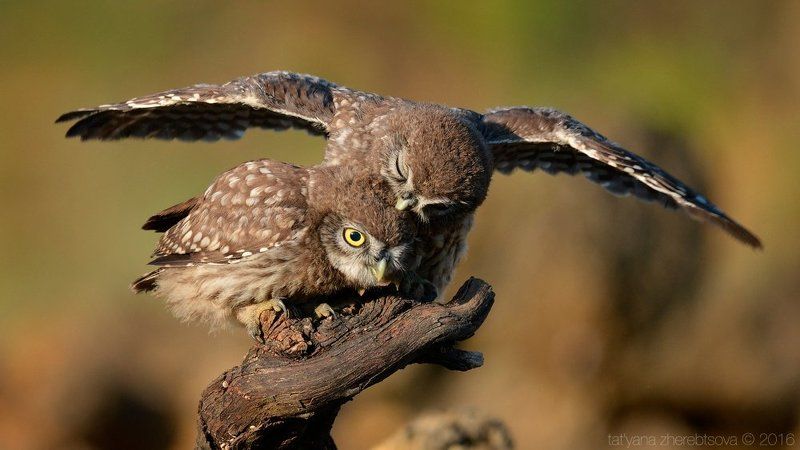 Домовый сыч фото превью