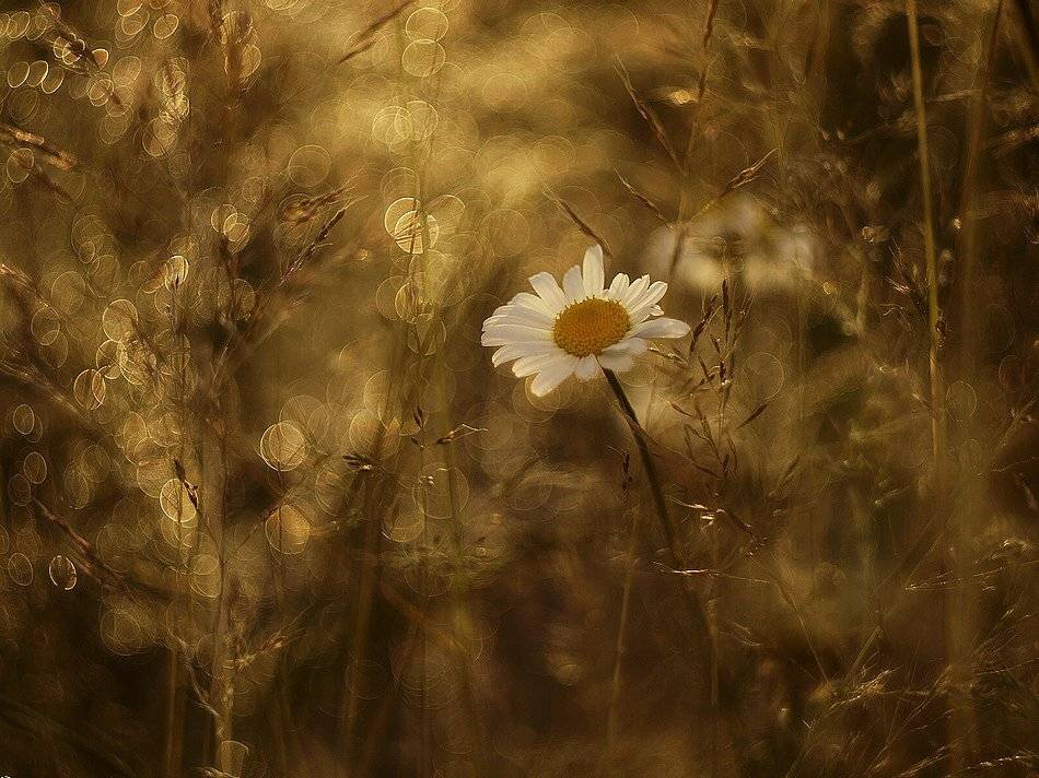 , Grzegorz
