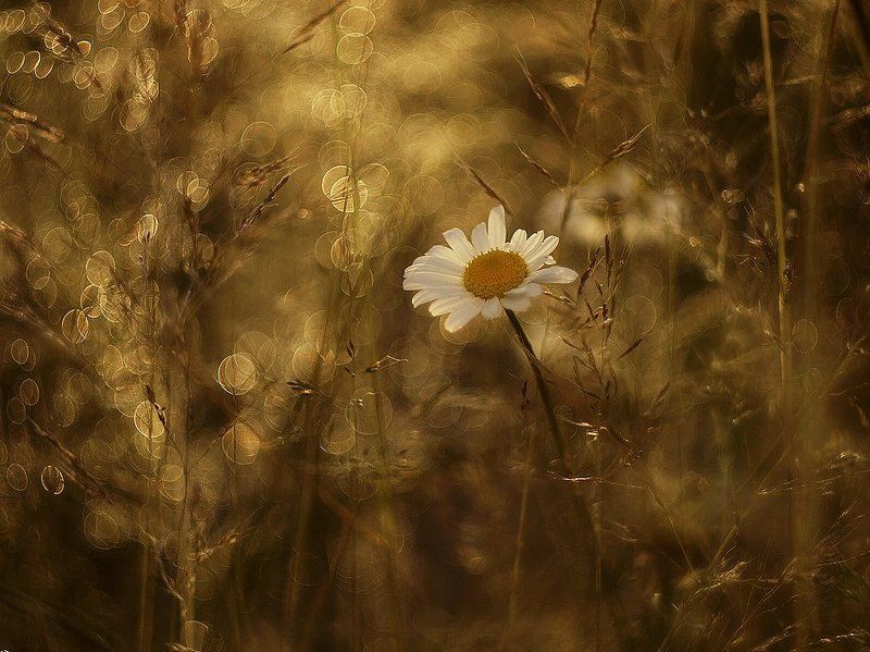When the sun sets over the meadow... фото превью