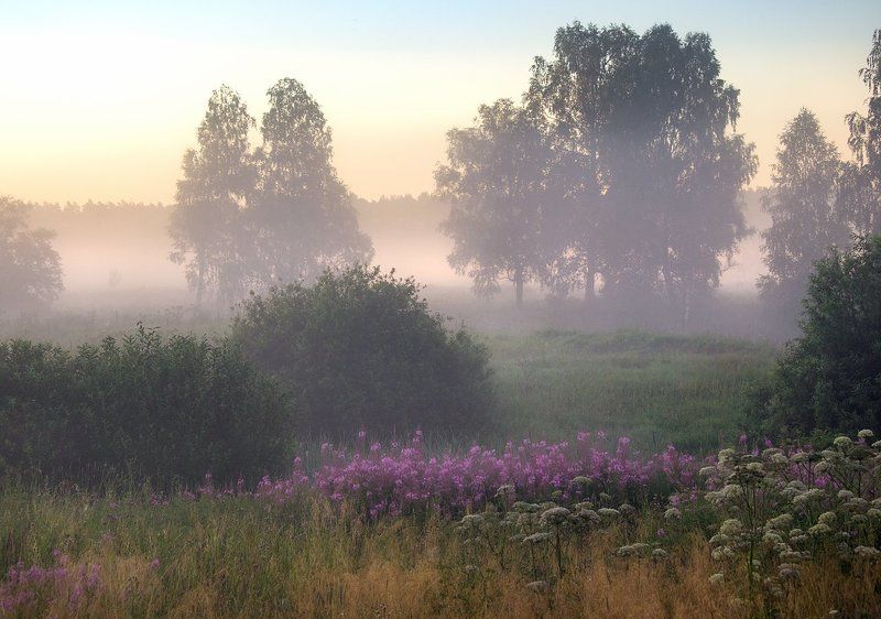 Иван-чай фото превью