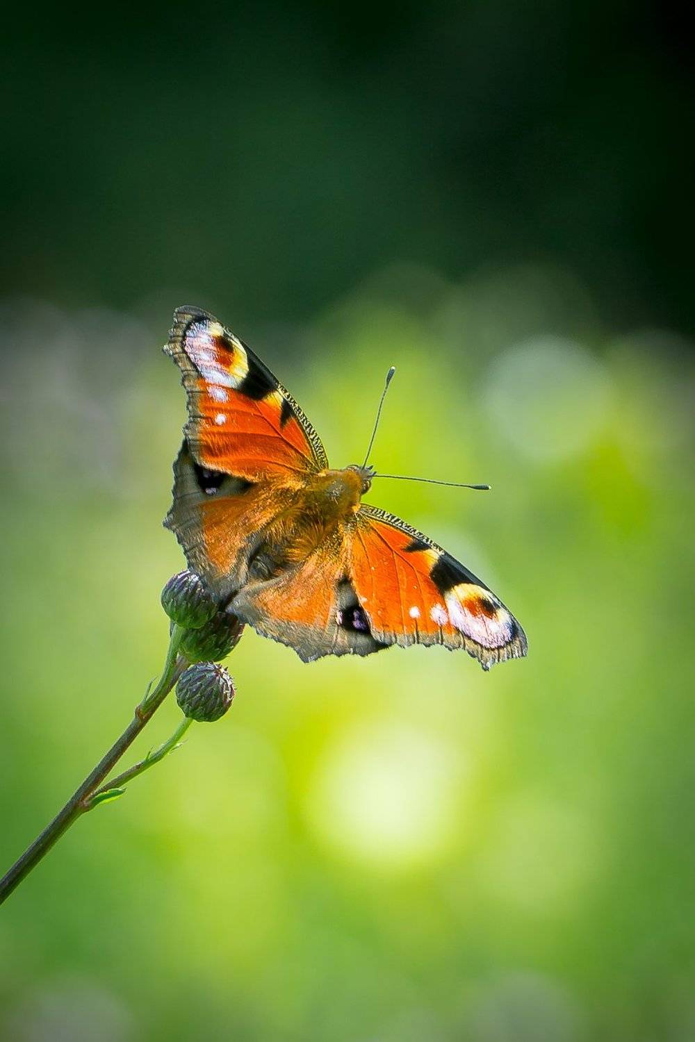 , Татьяна Гасс