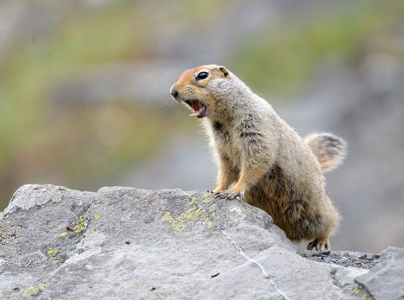 Оратор фото превью