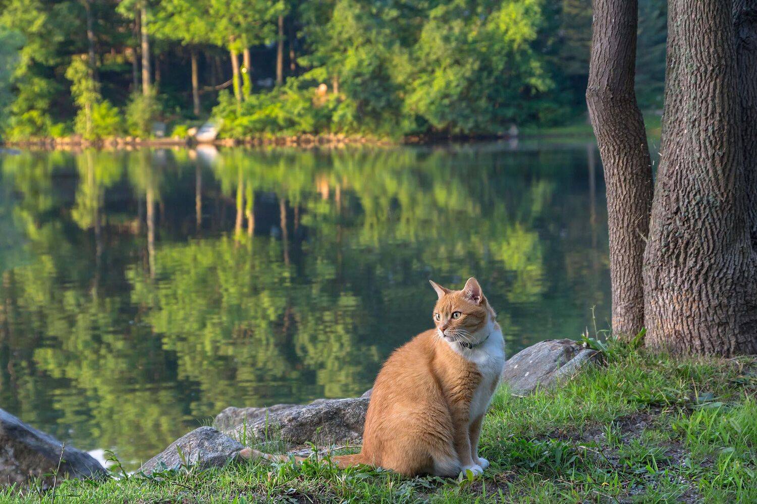 Деревья, Животные, Кошки, Лето, Озеро, Отражения, Пейзаж, Растения, Рыжий, Антонина