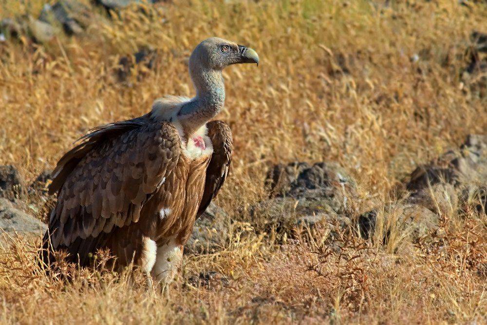 птицы, birds, bird, wild, wildlife, nature, prey, Георги Славов