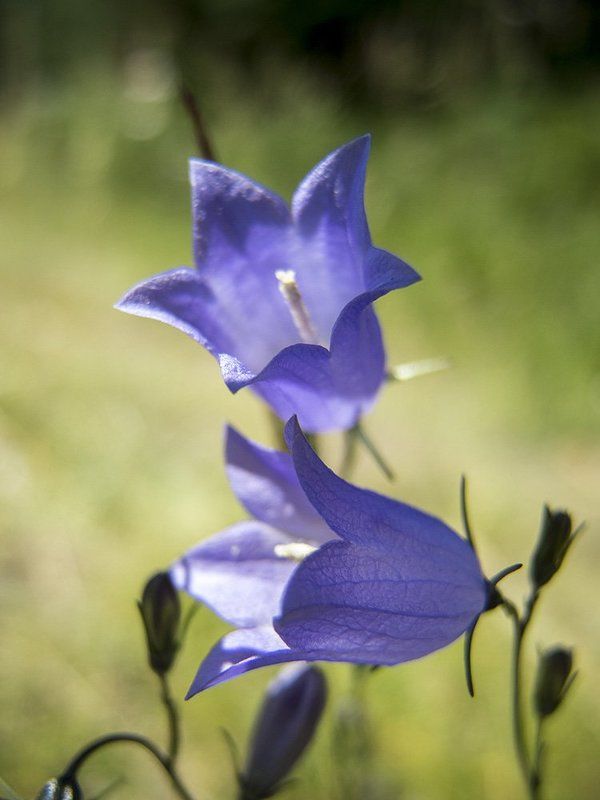 Колокольчики фото превью