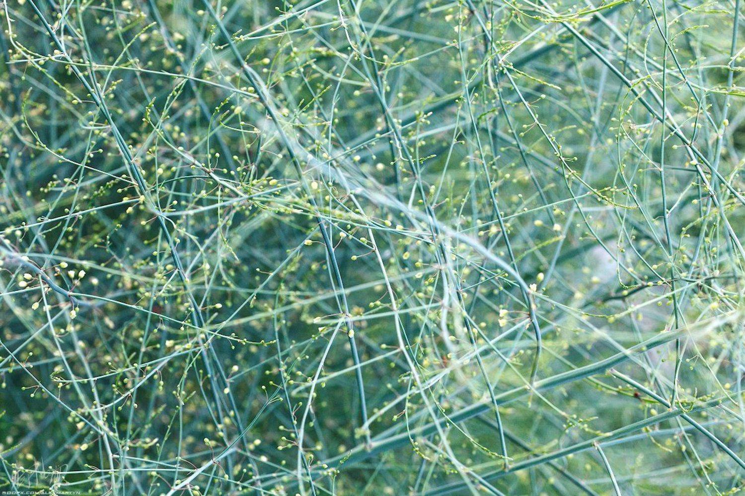 , Александр Мартынов