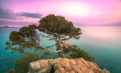tree on the rock