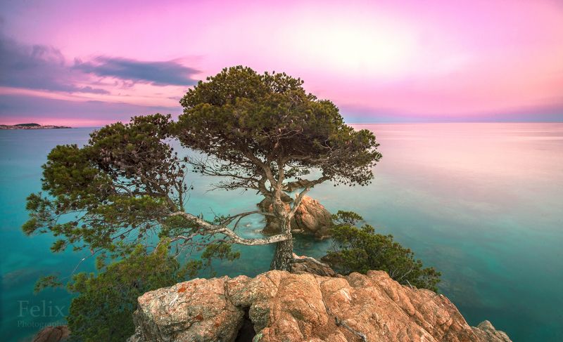tree on the rock фото превью