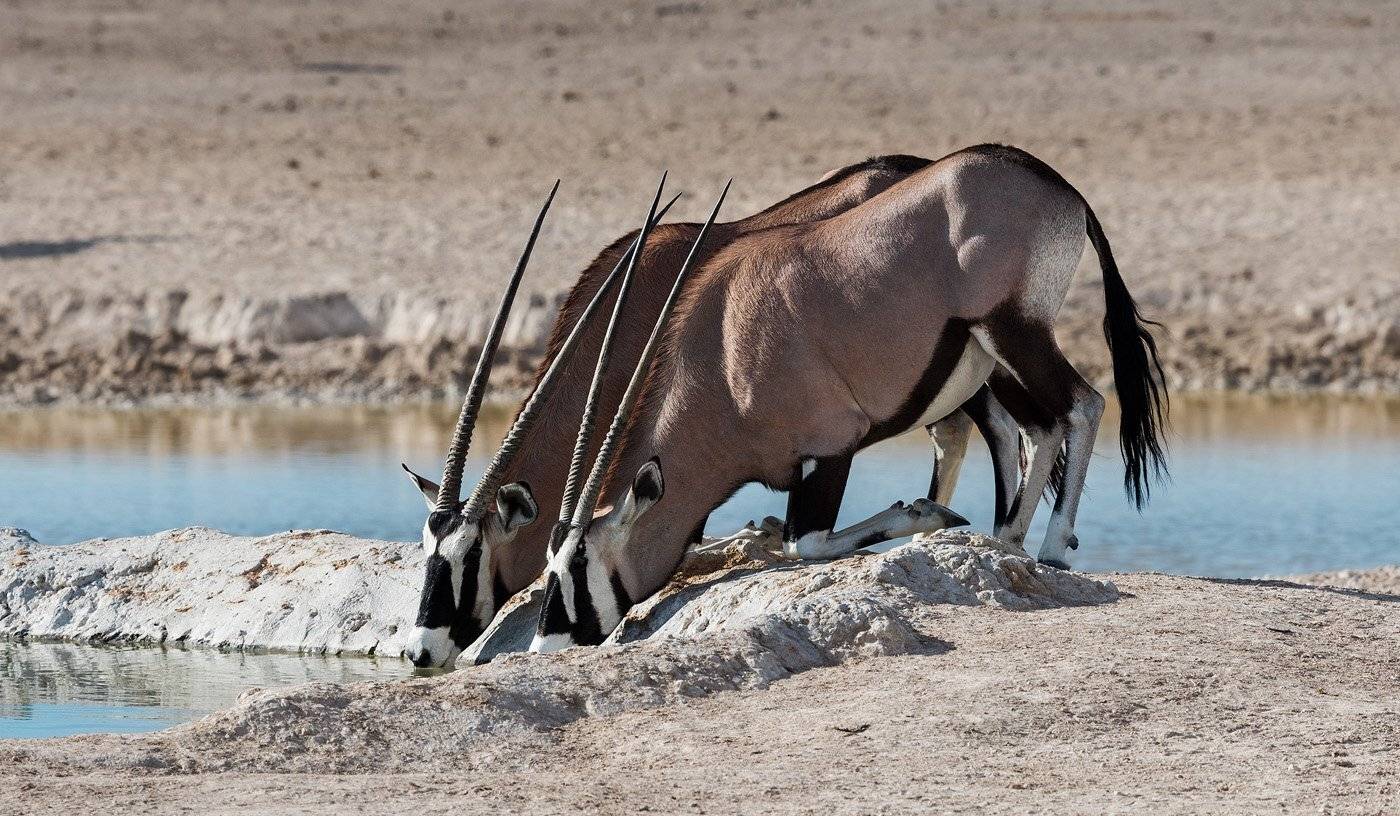 , Андрей Ведерников