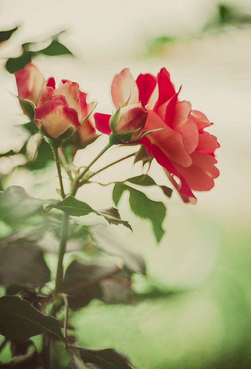 Анна чернякова, Макро, Природа, Роза, Розы, Цветы, Чернякова Анна