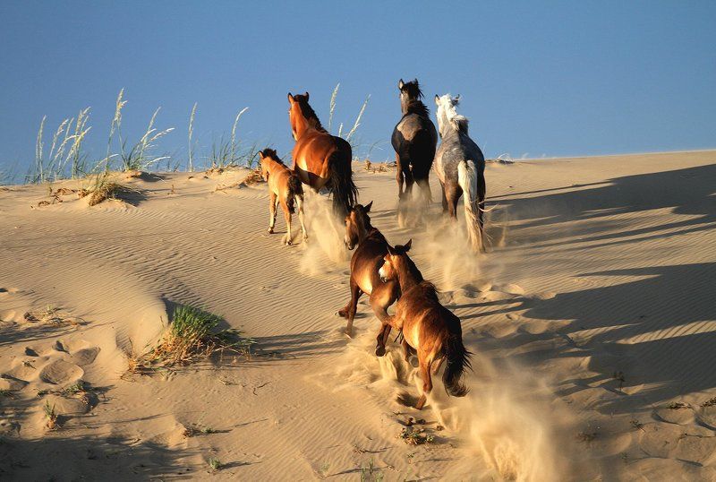Дикий табун в песках Монгол-Элс фото превью