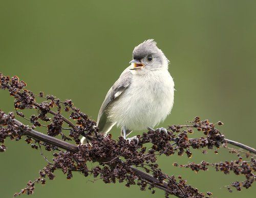 Cлёток. Острохохлая синица - Tufted Titmouse