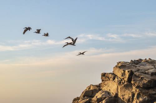 Birds