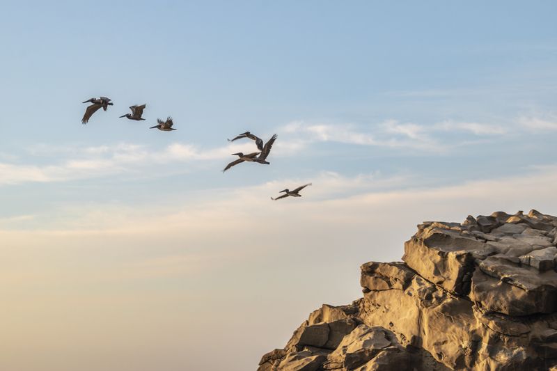 landscape, Manabí, La_Tiñosa, Sunset Birds фото превью