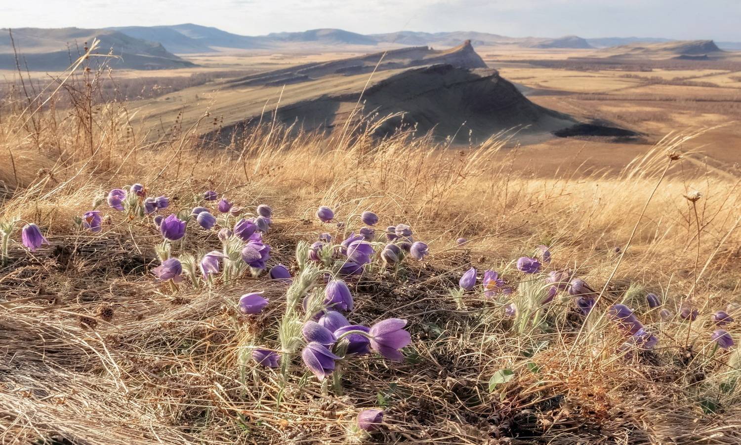 хакасия, сундуки, первоцветы, весна, Марина Фомина