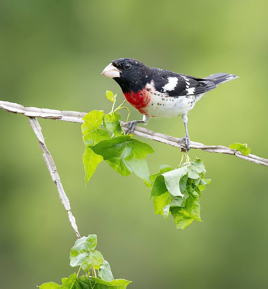 rose-breasted grosbeak, grosbeak, spring, весна, красногрудый дубоносовый кардинал, wild, birds, птицы, Etkind Elizabeth