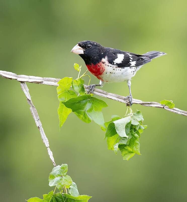 rose-breasted grosbeak, grosbeak, spring, весна, красногрудый дубоносовый кардинал, wild, birds, птицы Rose-breasted Grosbeak male - Красногрудый дубоносовый кардинал фото превью