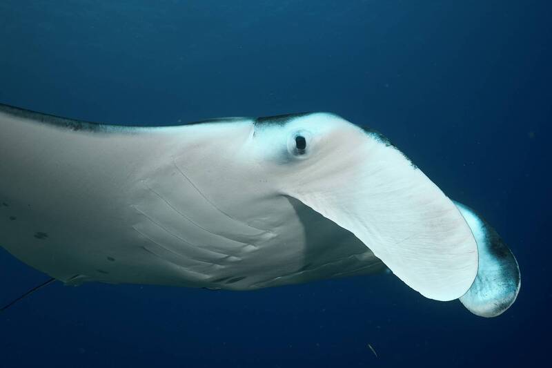 Manta ray wiev / Взгляд манты фото превью