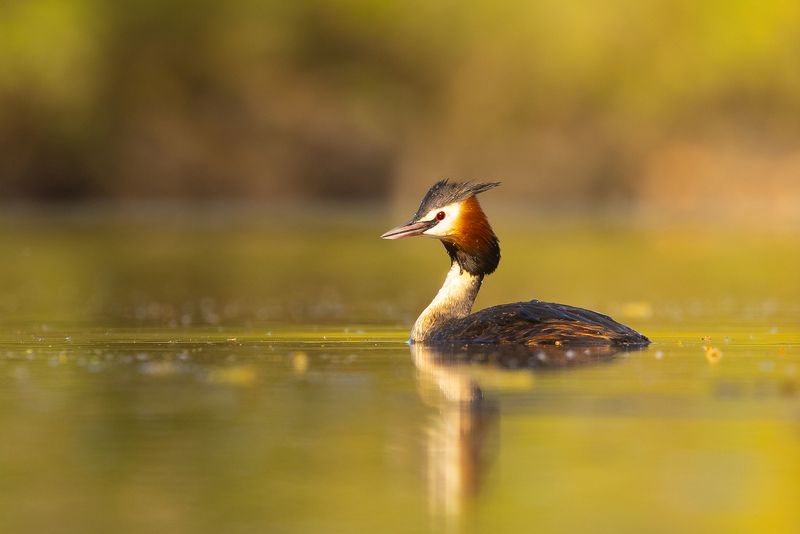 Great crested grebe фото превью
