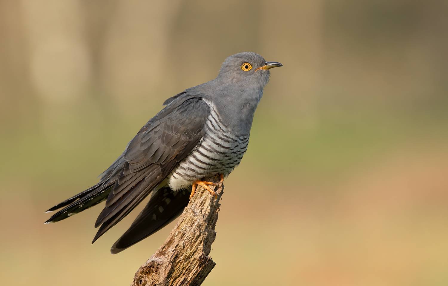 cuckoo, birds, nature, wildlife, canon, MARIA KULA