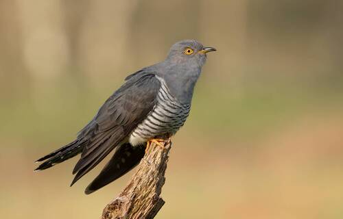 Cuckoo