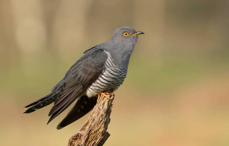cuckoo, birds, nature, wildlife, canon Cuckoo фото превью
