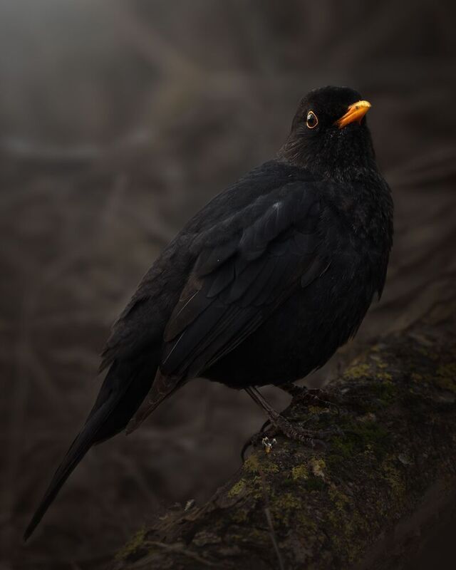 Черный дрозд (Turdus merula) фото превью