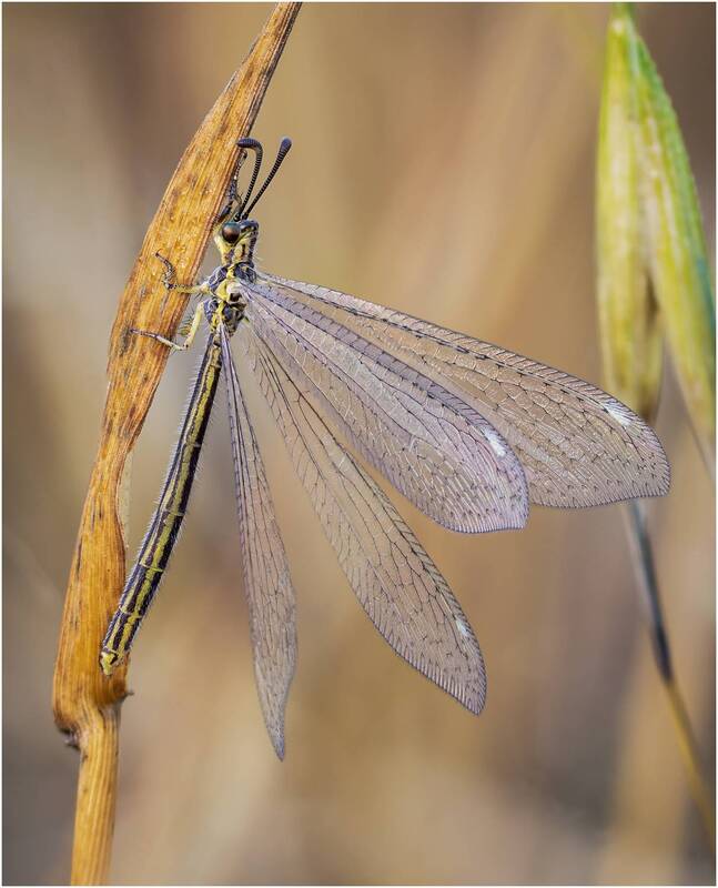 муравьиный лев, myrmeleontidae Муравьиный лев (Myrmeleontidae). фото превью