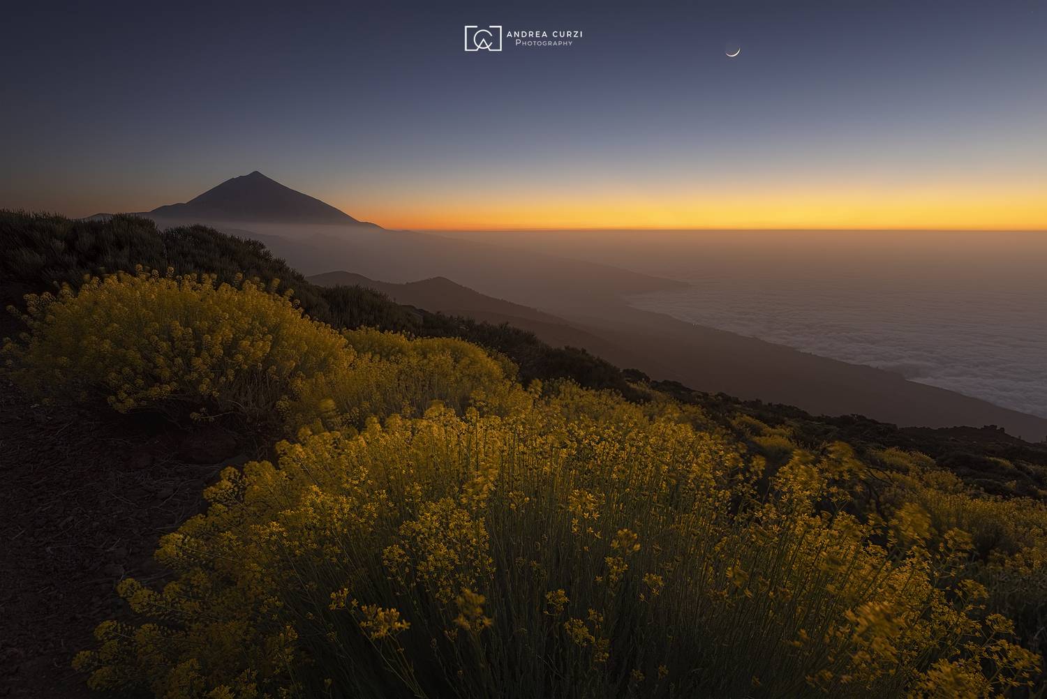 , Andrea Curzi