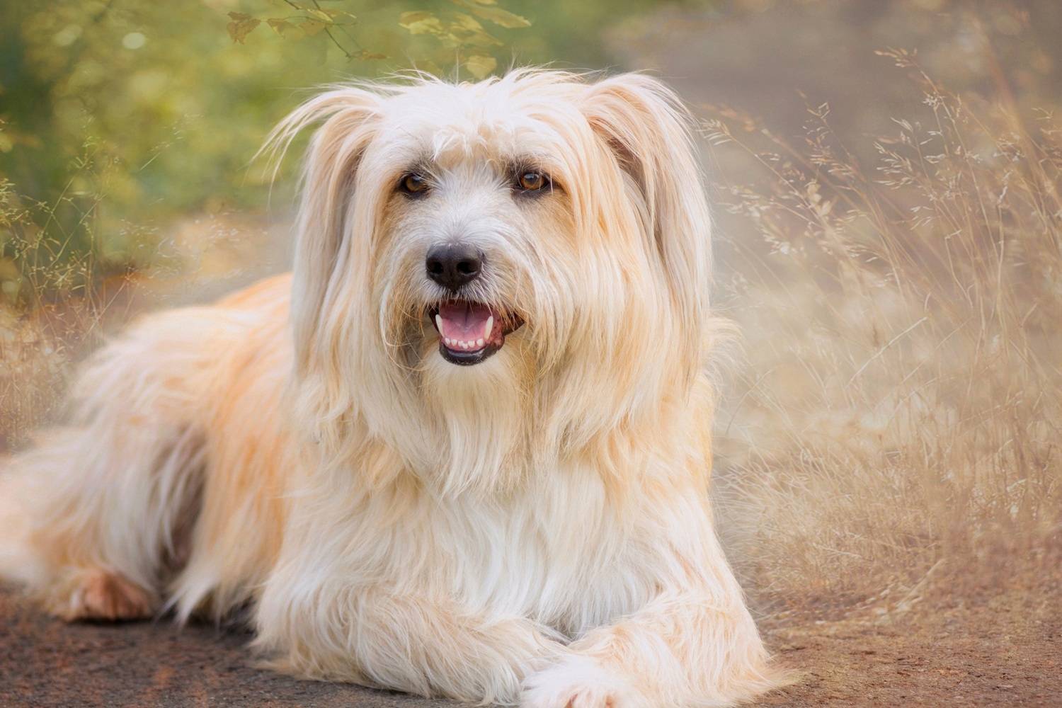 золотистый, бишон, Александр Канцур