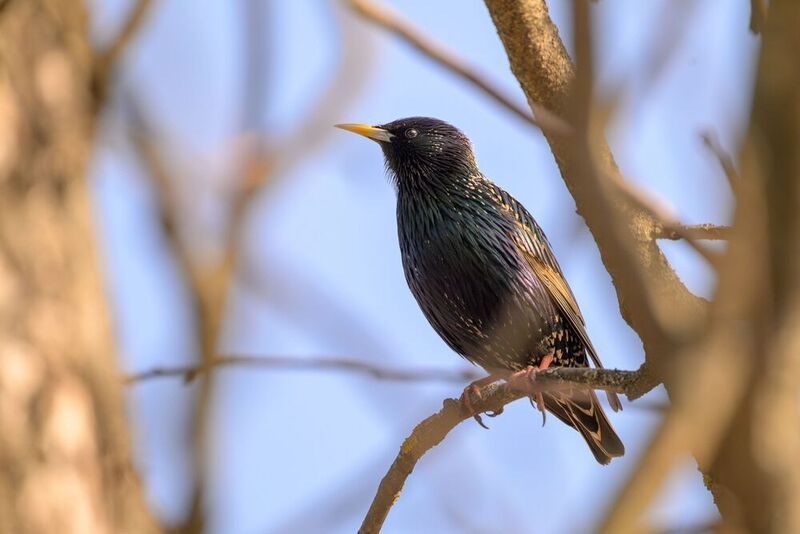 Starling фото превью